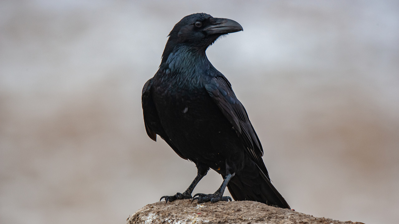 Kargaların akıllı olduğunu biliyoruz ama bu kadarını da kimse beklemiyordu