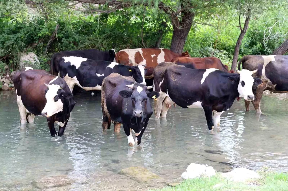 Kozan’da Sıcaklar Hayatı Durdurdu