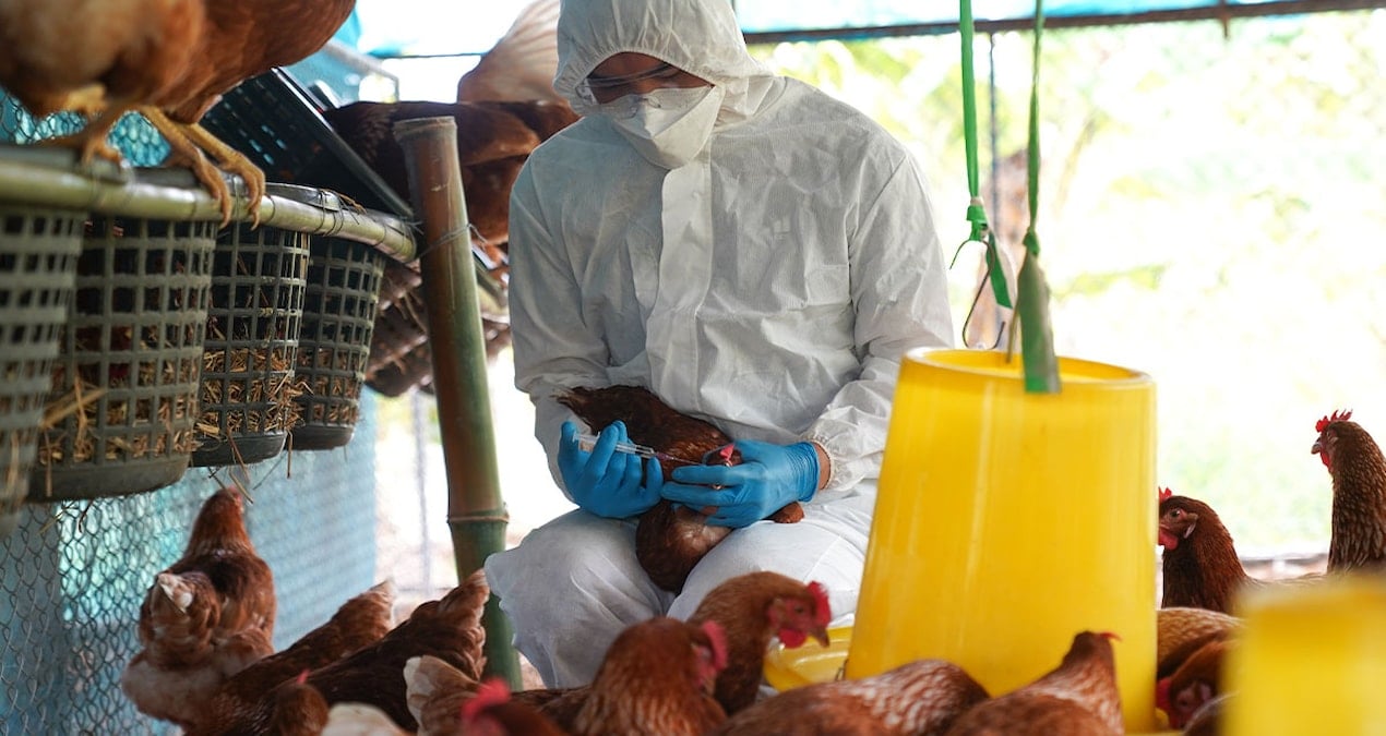 Kuş gribi paniğiyle binlerce tavuk itlaf edildi
