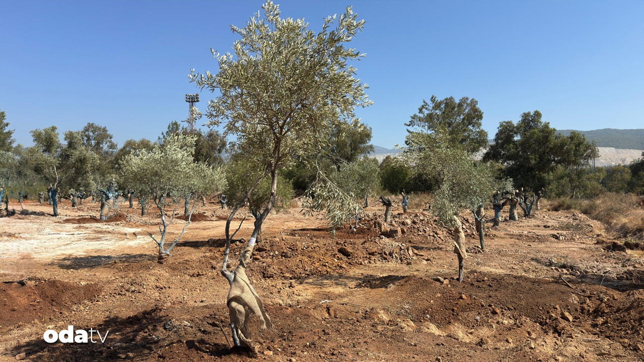 Muğla’da 151 zeytin ağacı yeniden hayat buldu