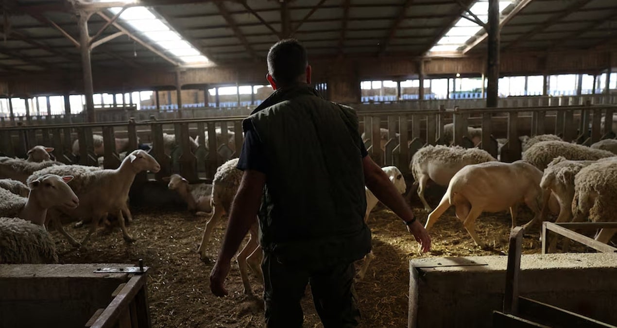 yunanistanda yeni salgin ciftciler perisan suruler itlaf ediliyor ZLxnVBip