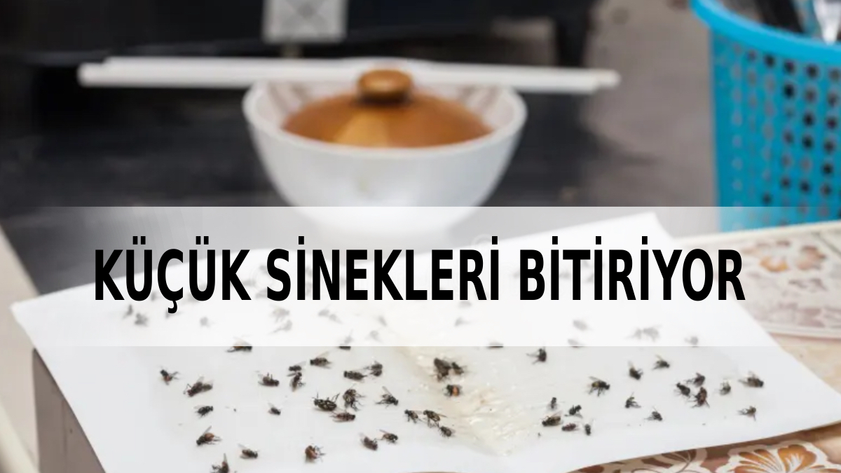 İki baharatla doğal sinek kovucu: Çöpe bile yaklaşamıyor