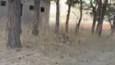 Kars’ta tilkiler yerleşim yerlerinde cirit atıyor