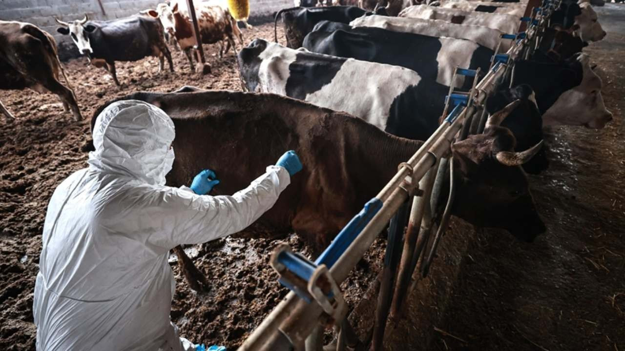Adana Çiftçiler Birliği’nden şap mağduru üreticiye acil destek çağrısı