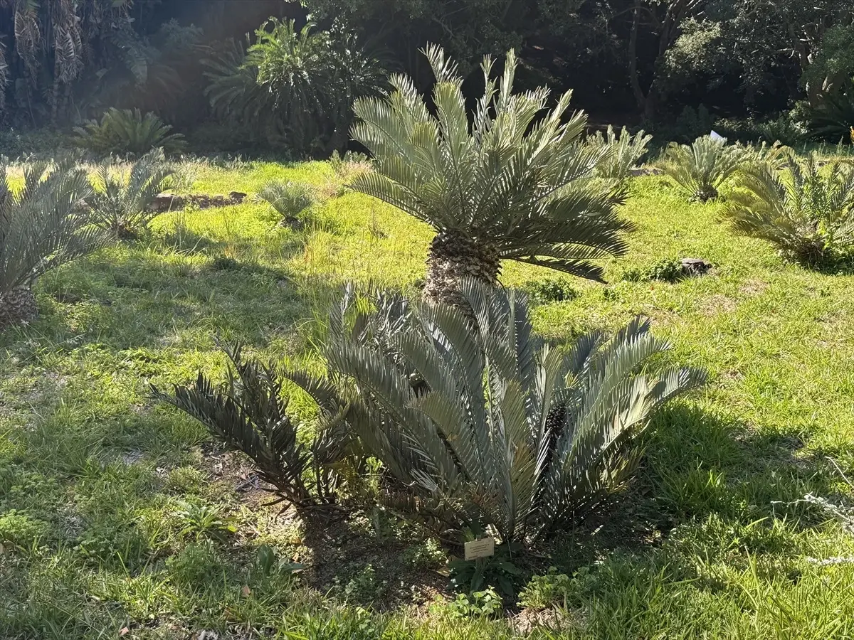 Cape Flora Krallığı: Biyoçeşitliliğin Merkezi