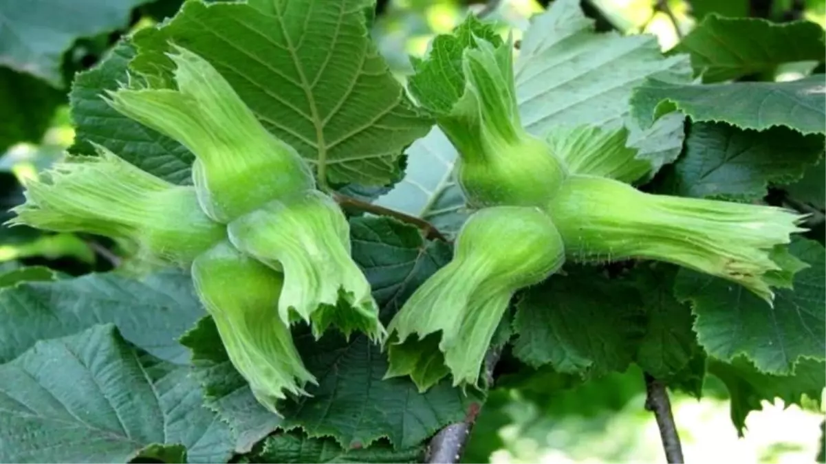 Düzce’den AB Ülkelerine 15 Bin Ton Fındık İhracatı