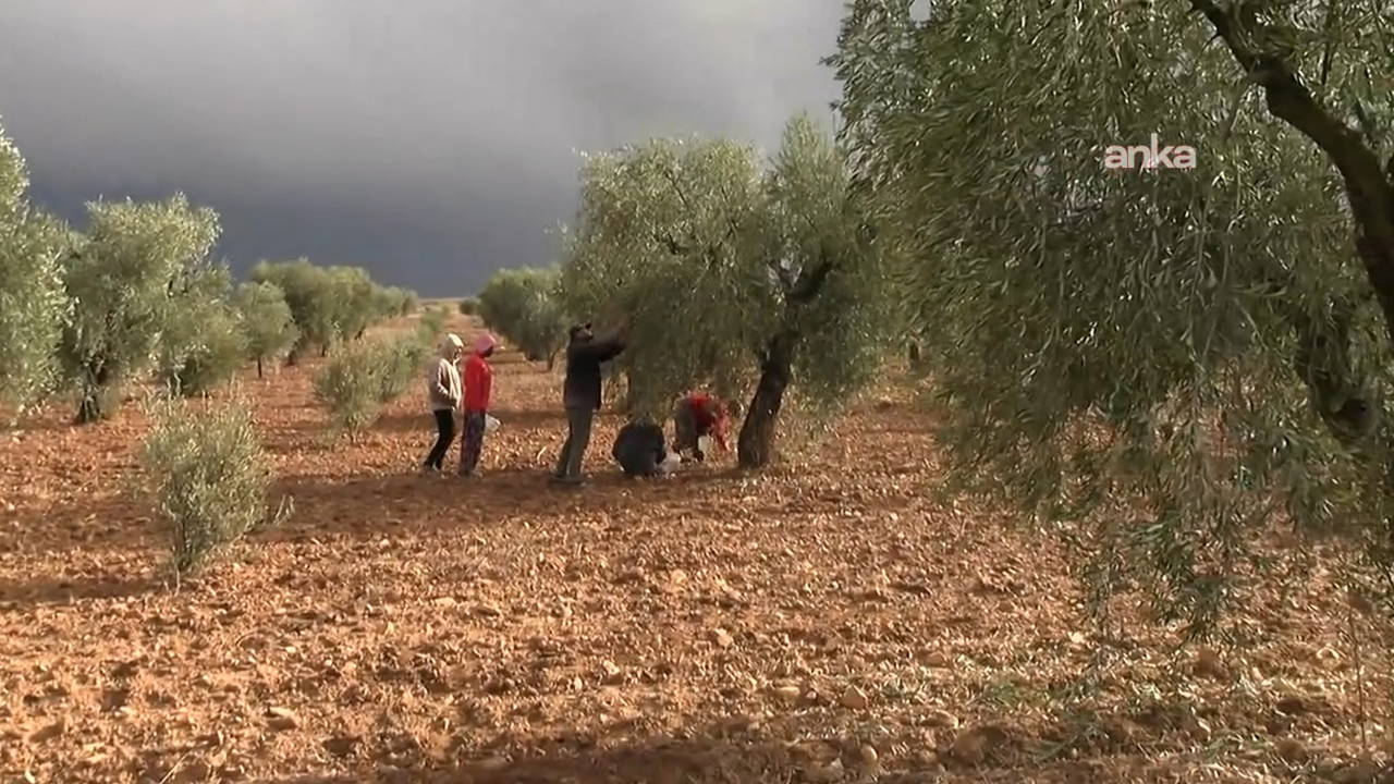 Kilis’te kuraklık zeytin üretimini vurdu… Üreticiler isyan etti: ‘Verim kısıtlı, geçim zor!’