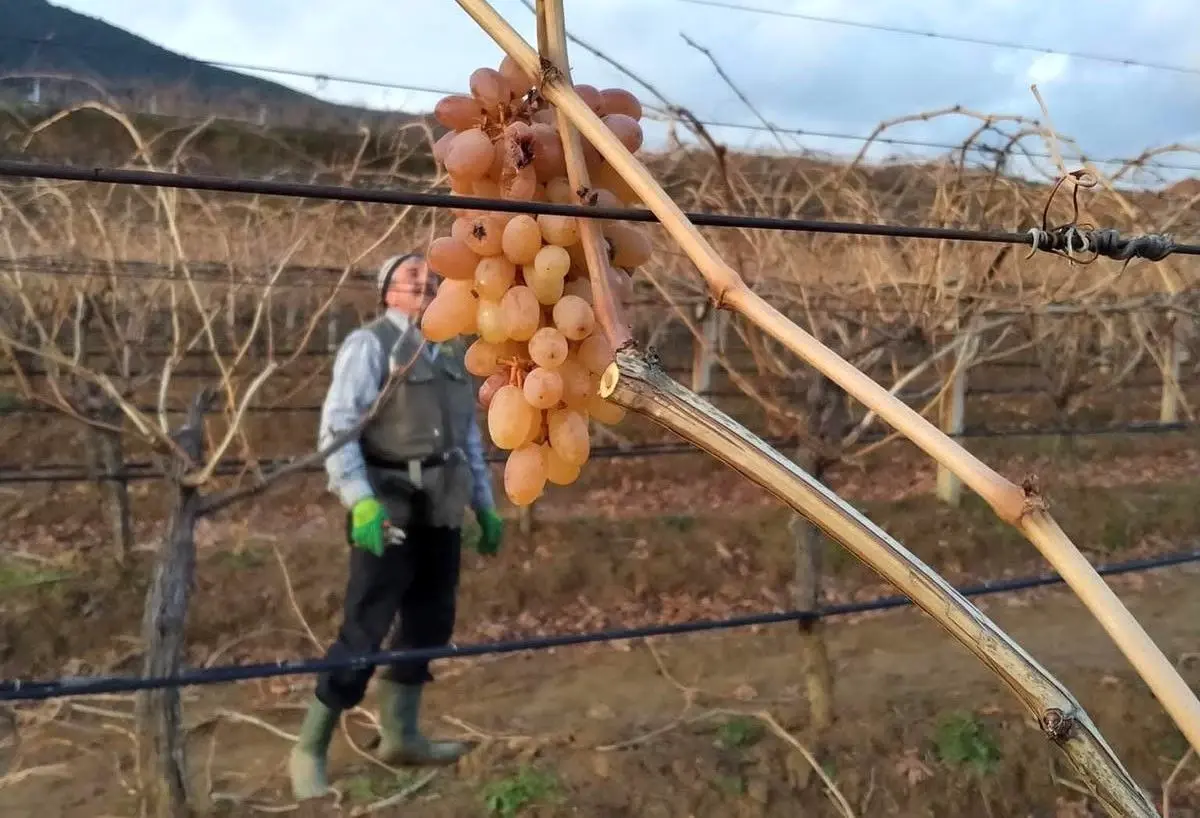 Çoban Üzümleri Kışın Serininde