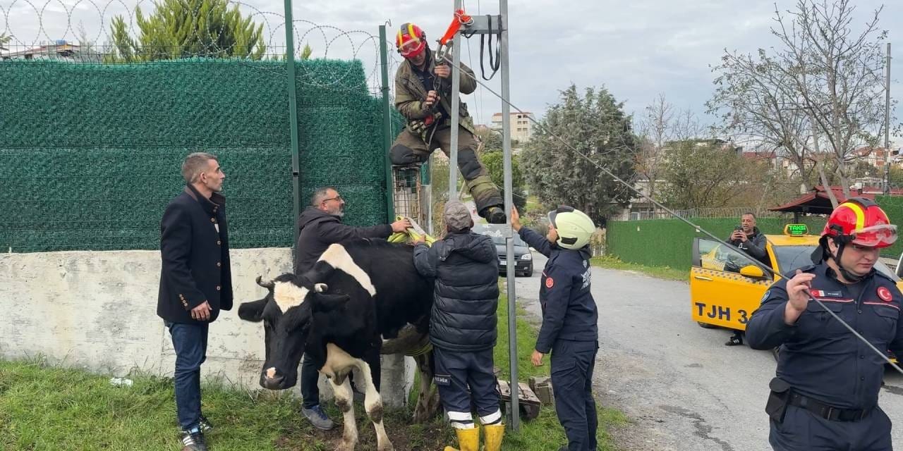 İstanbul’un göbeğinde beklenmedik kare! İnek direğe sıkıştı