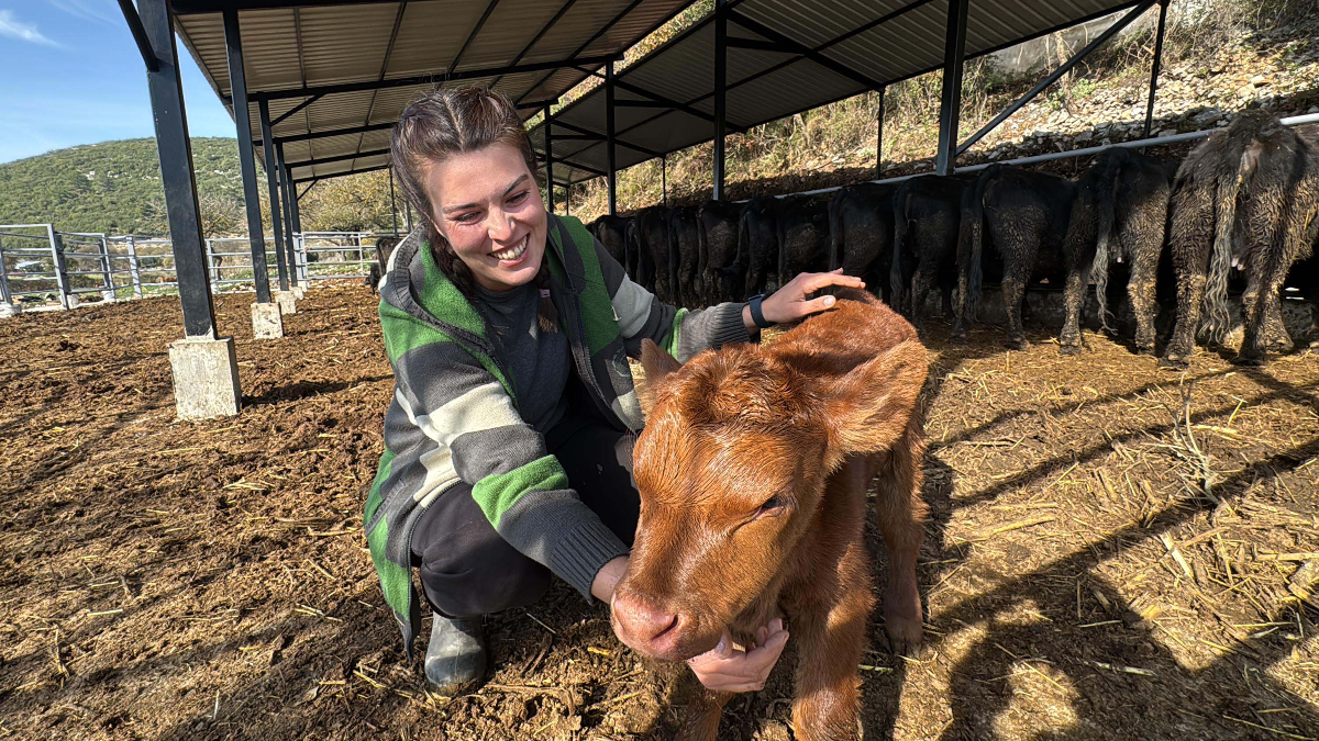 Muğla’da bakanlık projesiyle hayvancılığa başladı: Şimdiden 7 buzağım oldu