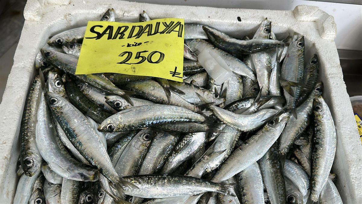 Hamsi Avında Kriz: Hızlı Avlanma Ekonomiyi Olumsuz Etkiledi