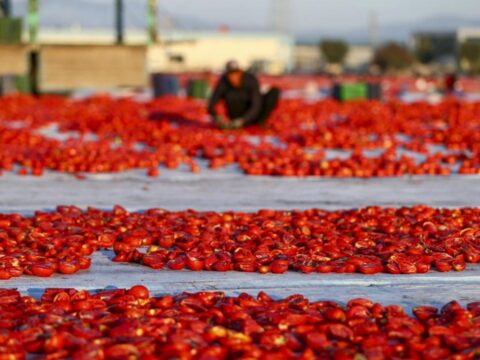 Turkiyede kurutuluyor dunyada bas taci ediliyor 91 ulkenin vazgecilmezi oldu UINaKF2m