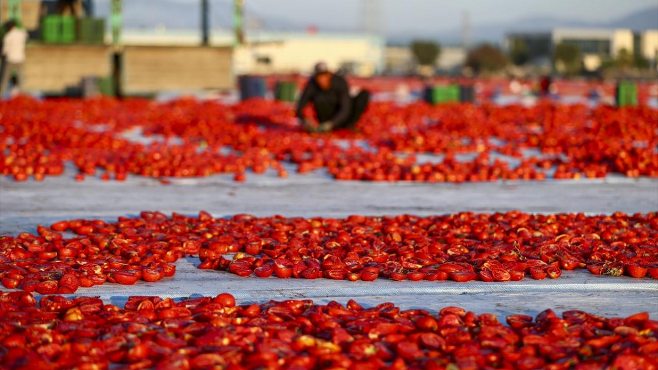 Turkiyede kurutuluyor dunyada bas taci ediliyor 91 ulkenin vazgecilmezi oldu UINaKF2m